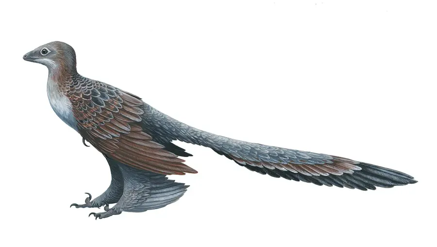 The Changyuraptor card