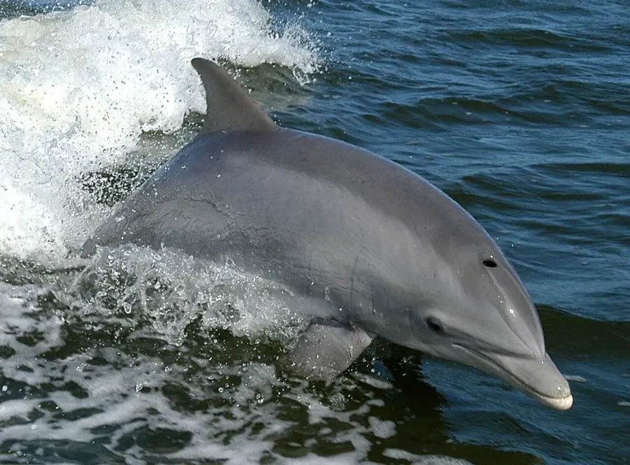 La carte Tursiops truncatus