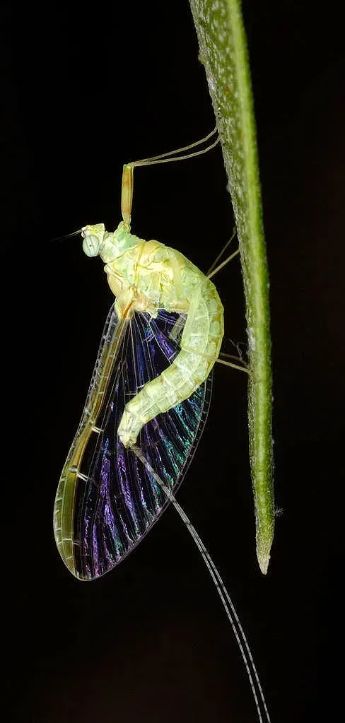 La carte Ephemeroptera