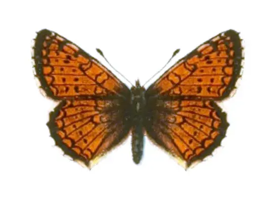 The Melitaea card
