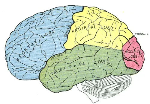 La carte Syndrome de Balint