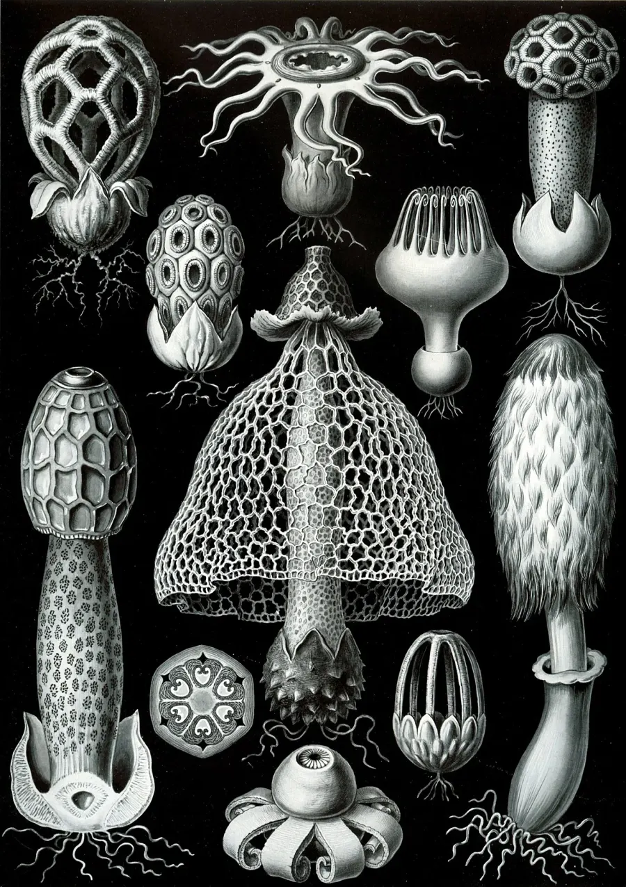 The Basidiomycota card