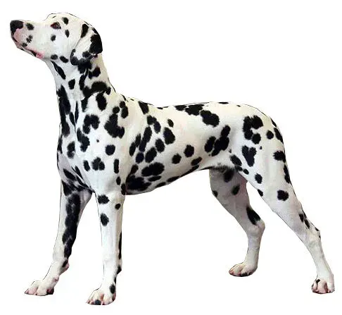 La carte Dalmatien
