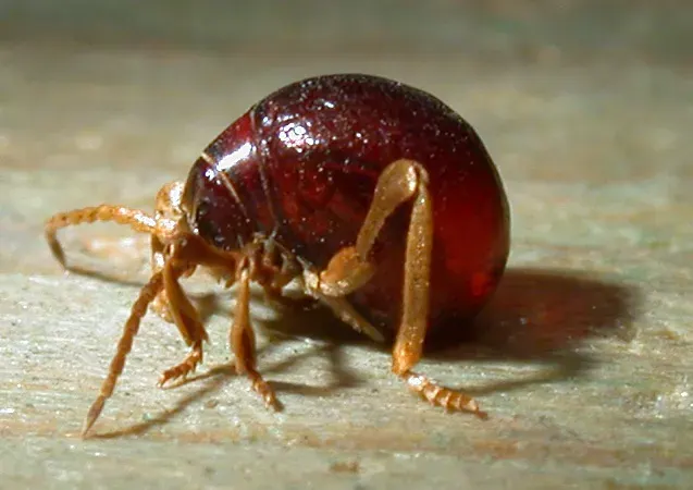 The Ptinidae card