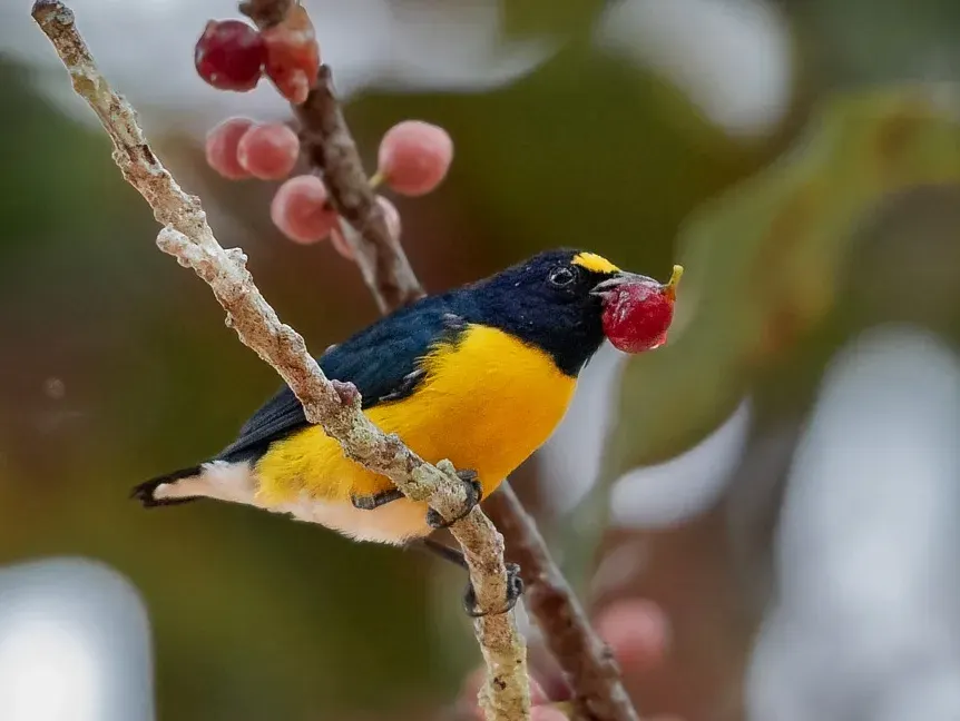 La carte Euphonia