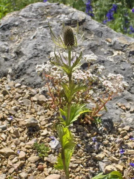 The Eryngium alpinum card