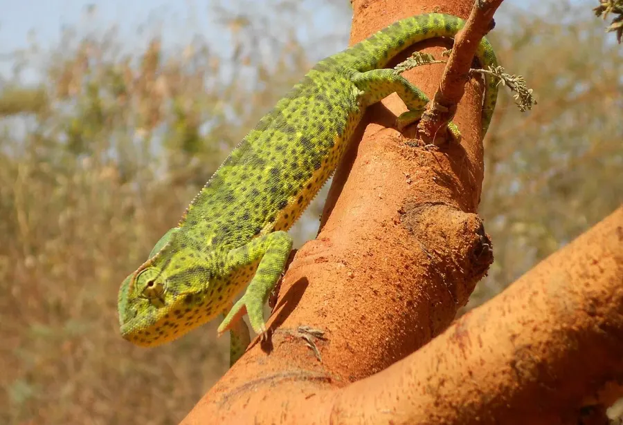 La carte Chamaeleo senegalensis