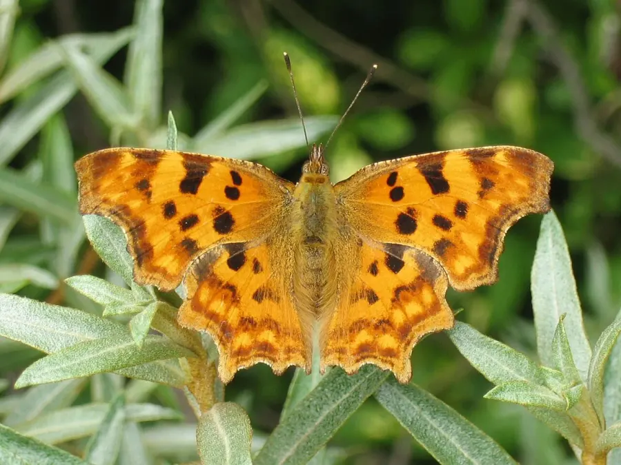 The Polygonia card