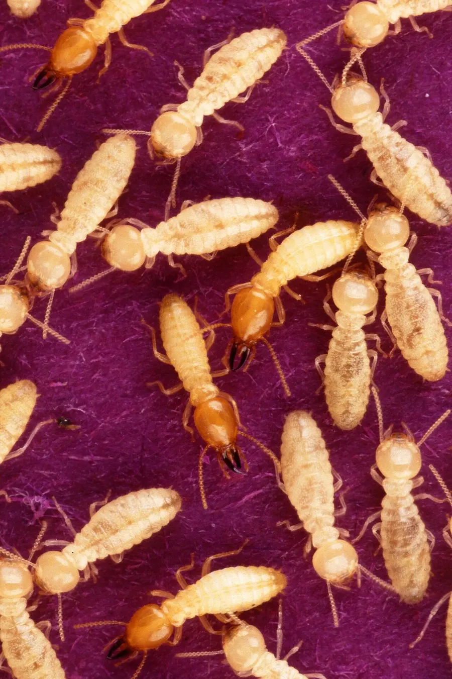 La carte Coptotermes formosanus