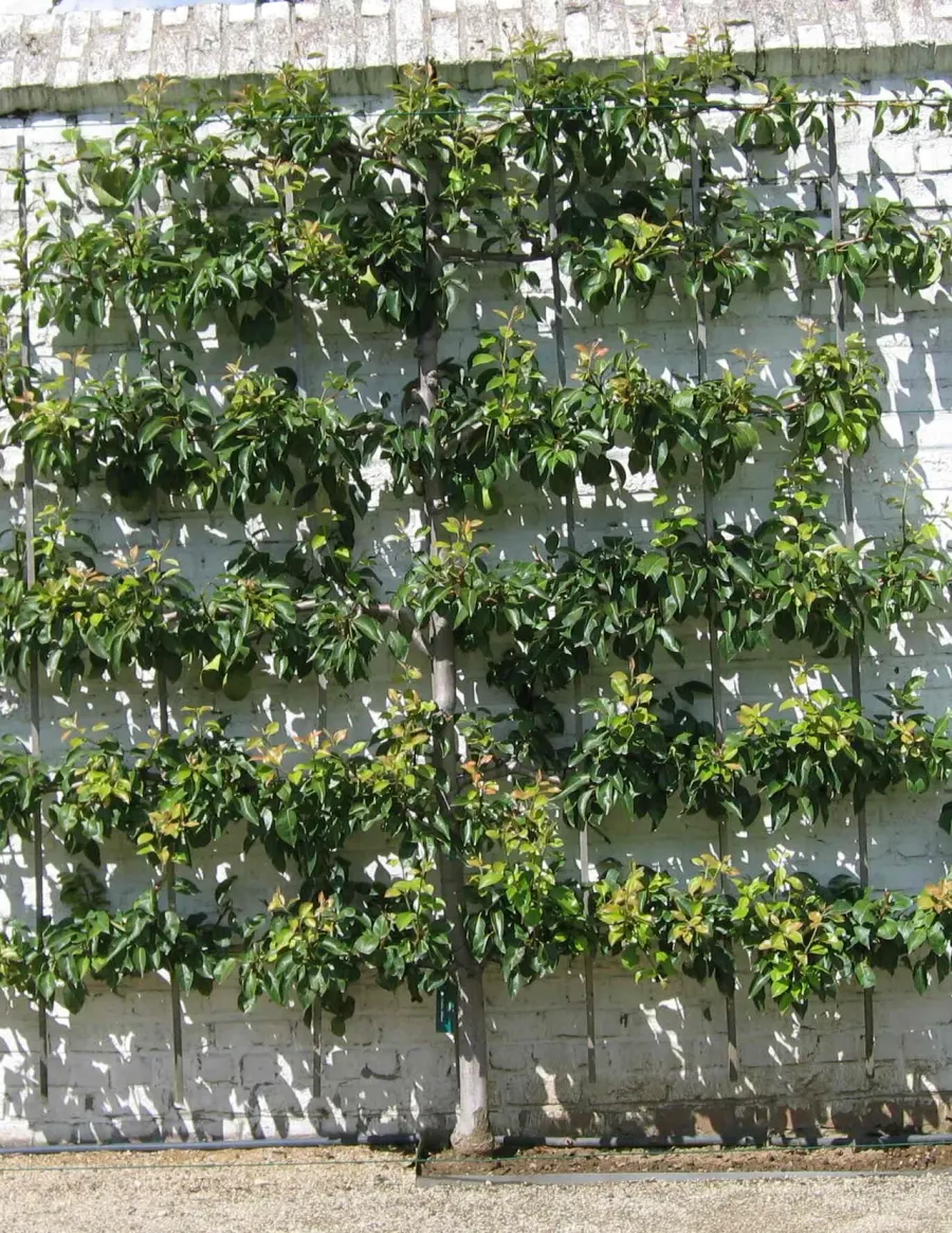 The Espalier card