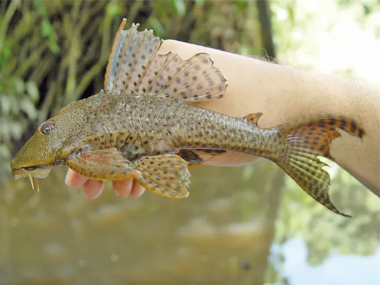 La carte Hypostomus