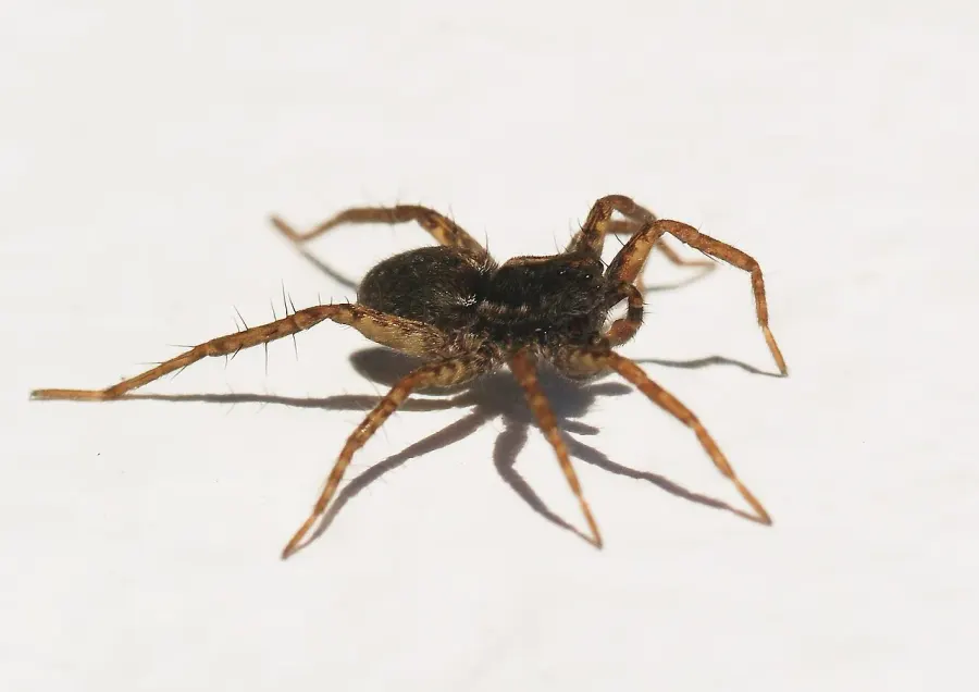 La carte Pardosa