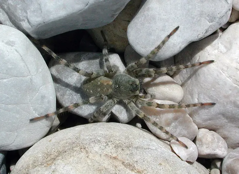 The Arctosa card