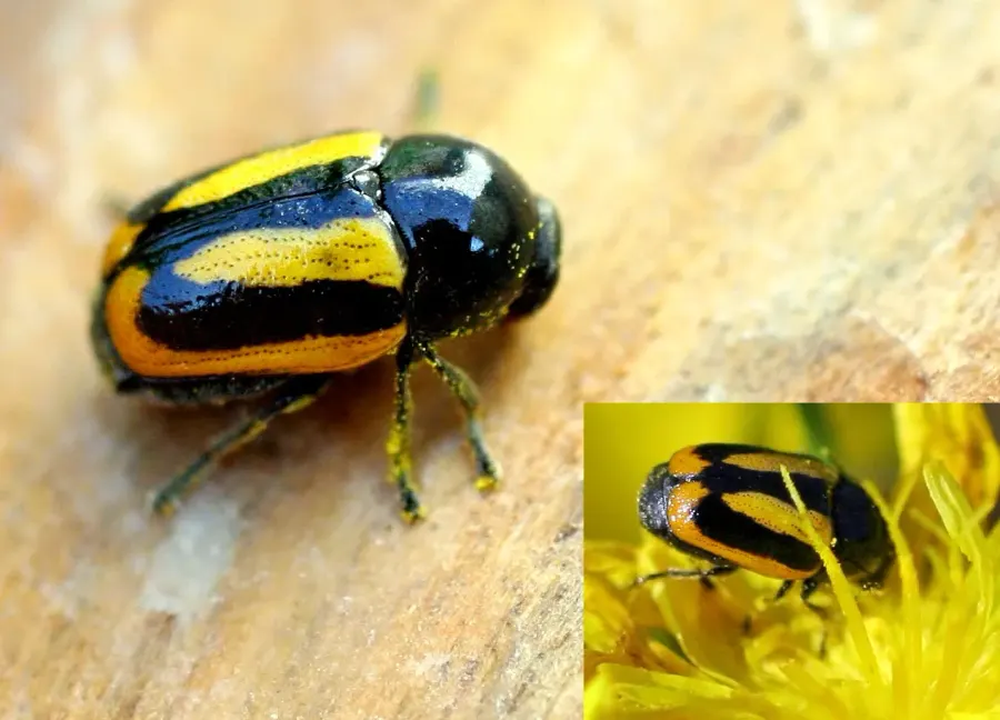 La carte Cryptocephalus