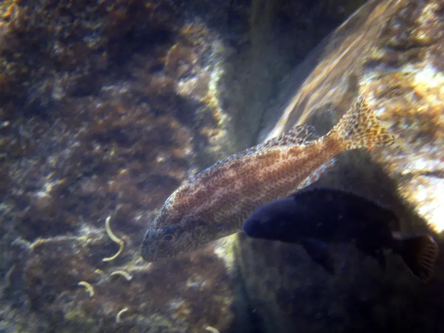 The Nimbochromis linni card