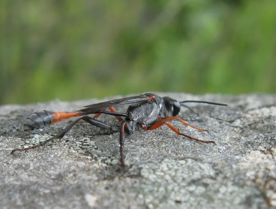 The Ammophila card