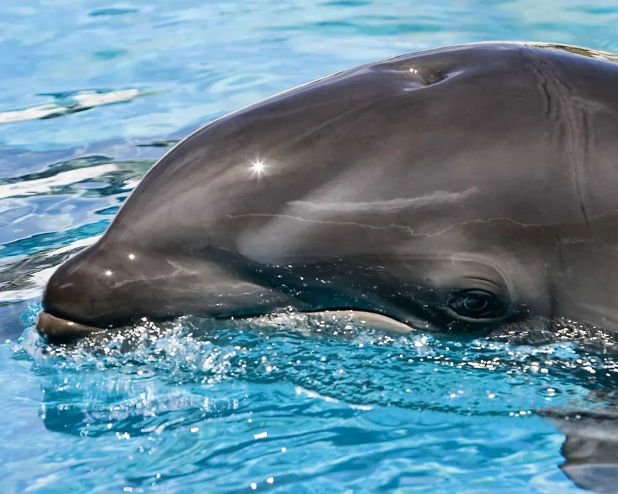La carte Wholphin