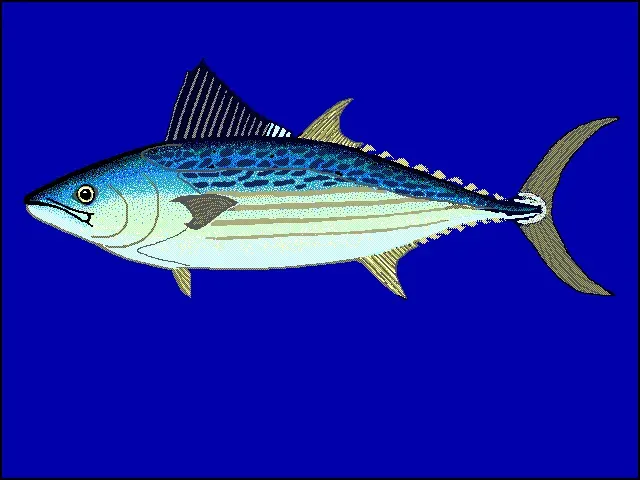La carte Cybiosarda elegans