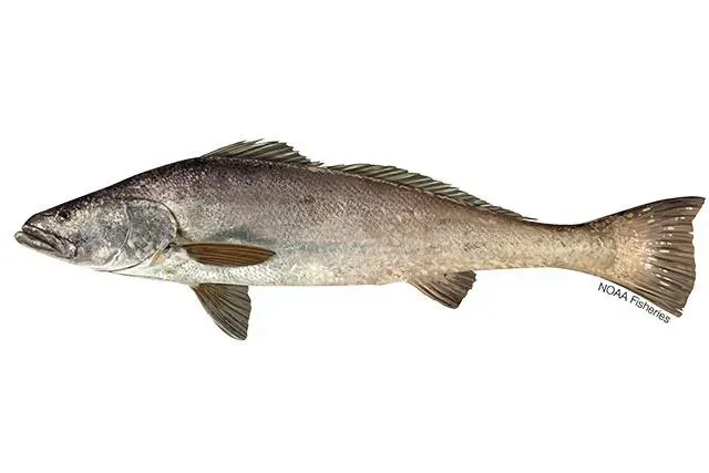 The Totoaba macdonaldi card