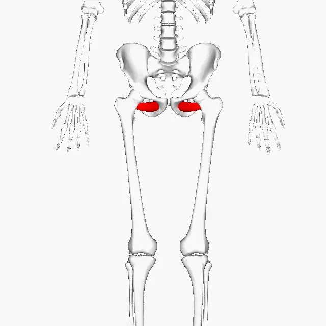 The External obturator muscle card