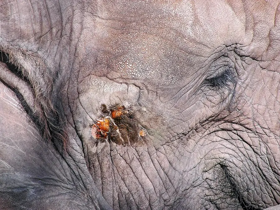 The Musth card