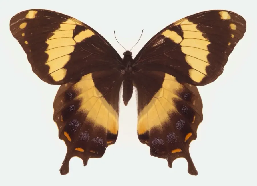 The Papilio homerus card