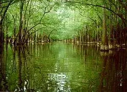 La carte Parc national de Congaree