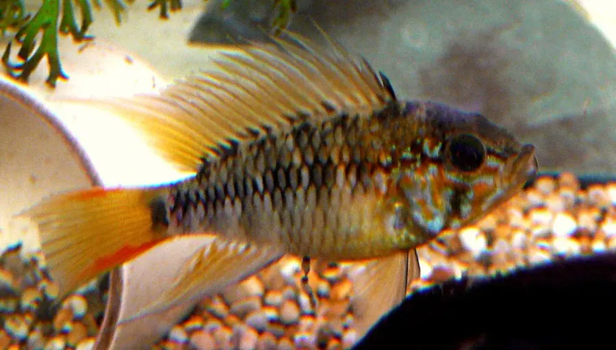 The Apistogramma macmasteri card