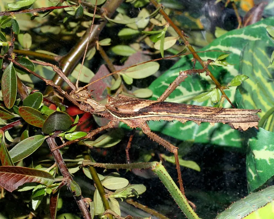 La carte Heteropteryx dilatata