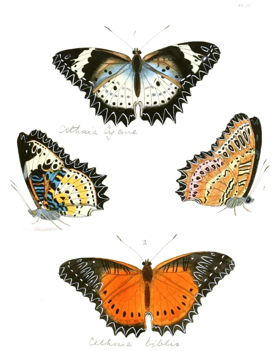 La carte Cethosia