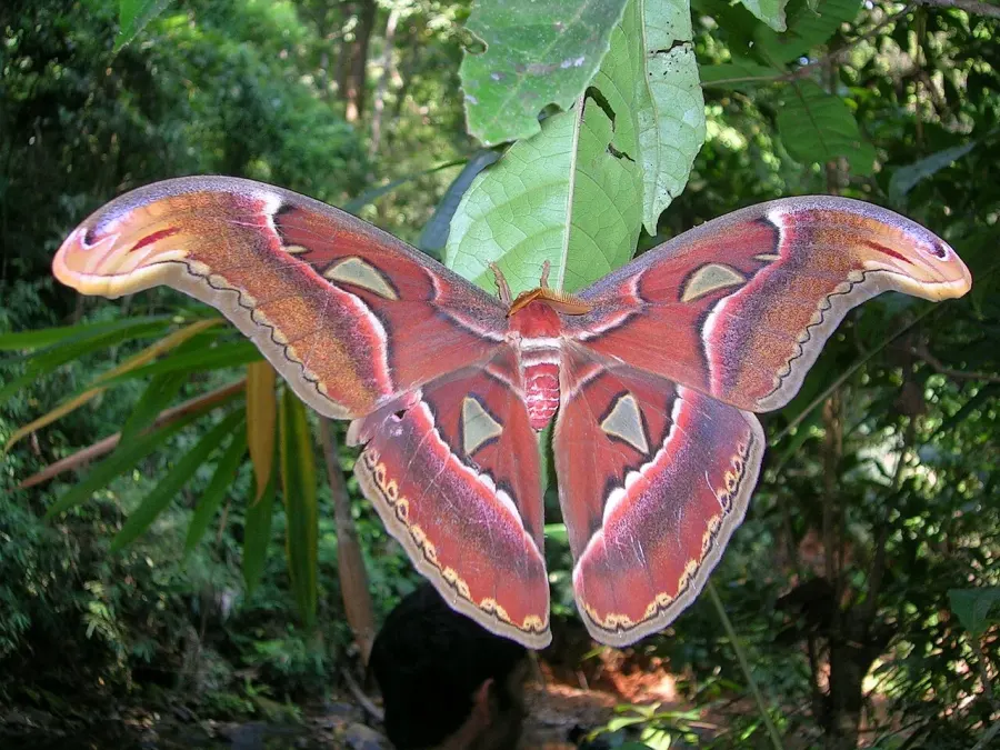 The Attacus card