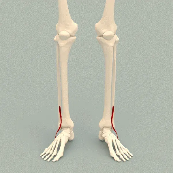 La carte Muscle troisième fibulaire