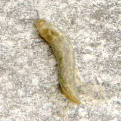 The Limacus flavus card
