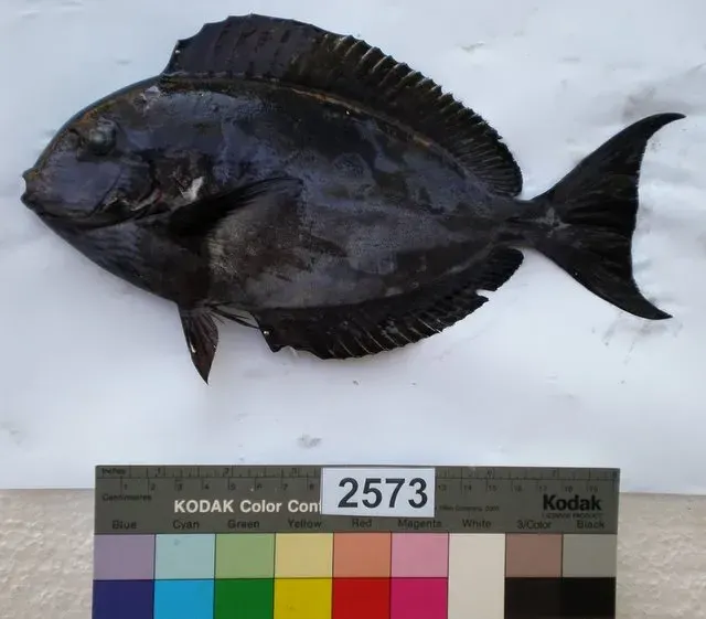 The Acanthurus albipectoralis card