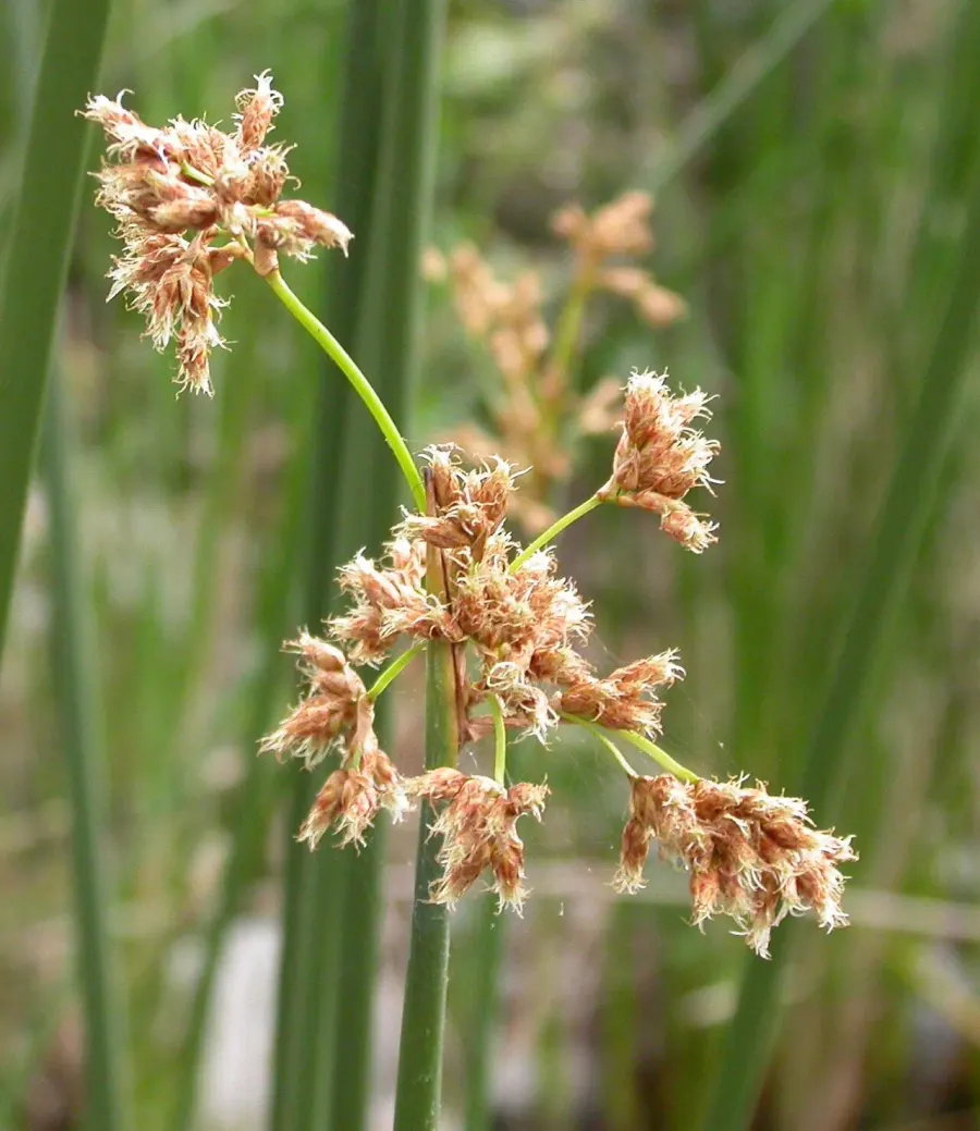 The Schoenoplectus californicus card
