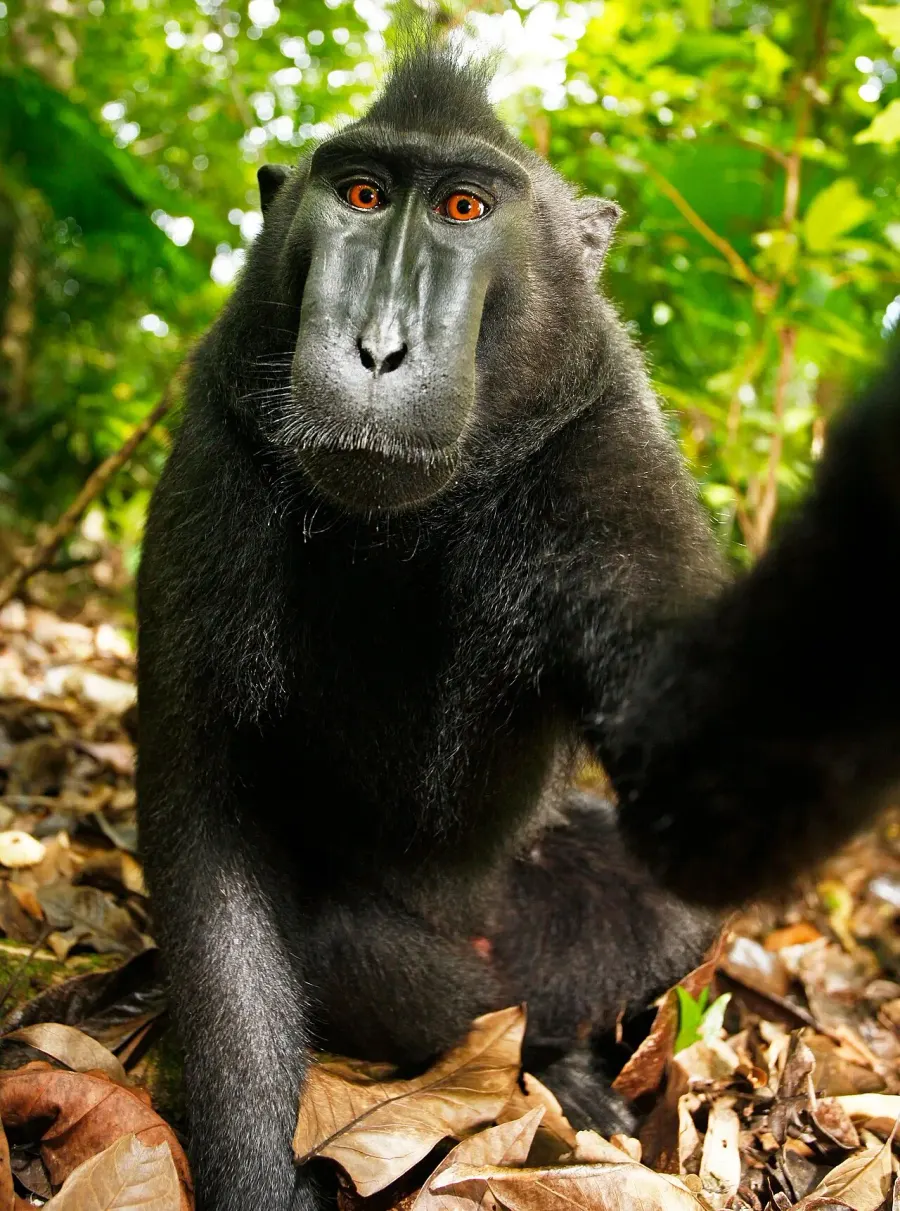 The Monkey selfie copyright dispute card
