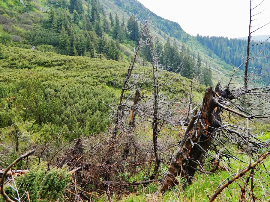 The Montane ecology#Subalpine zone card