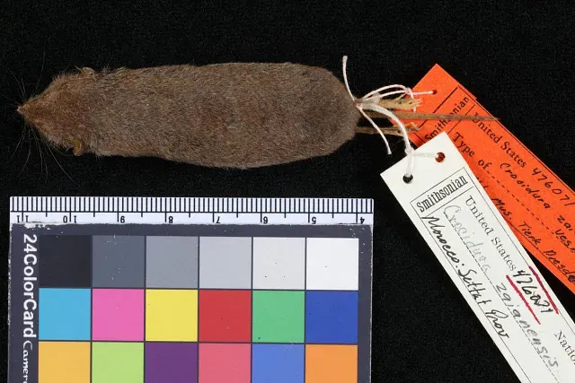 The Whitaker's shrew card