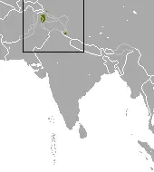 The Kashmir pygmy shrew card