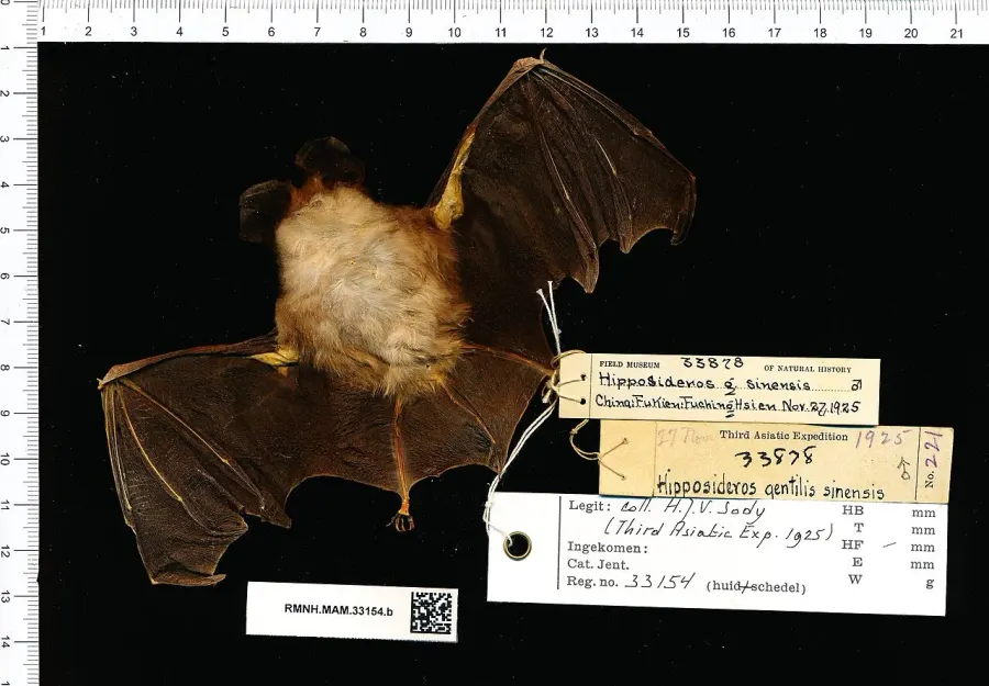 La carte Hipposideros pomona