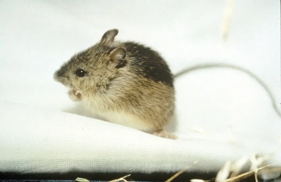 The Meadow jumping mouse card