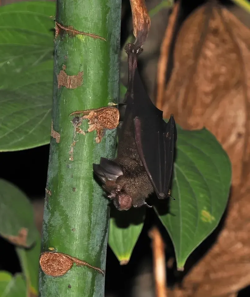 The Acuminate horseshoe bat card