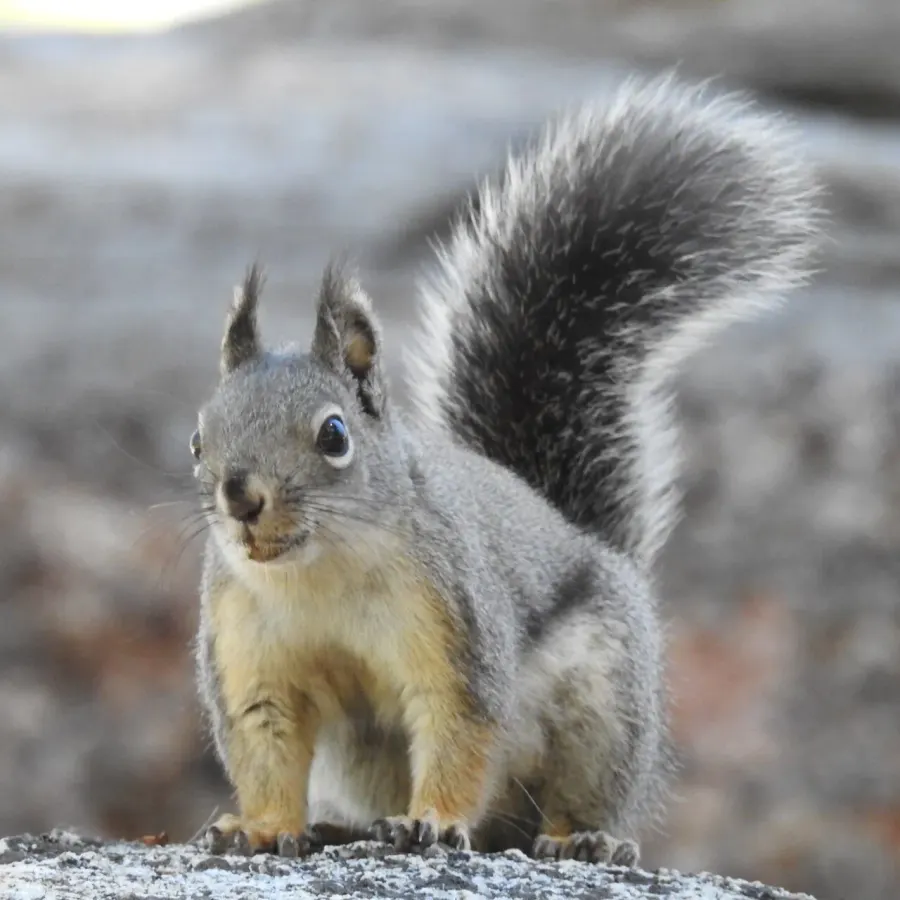 The Mearns's squirrel card