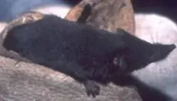 The Crawford's gray shrew card