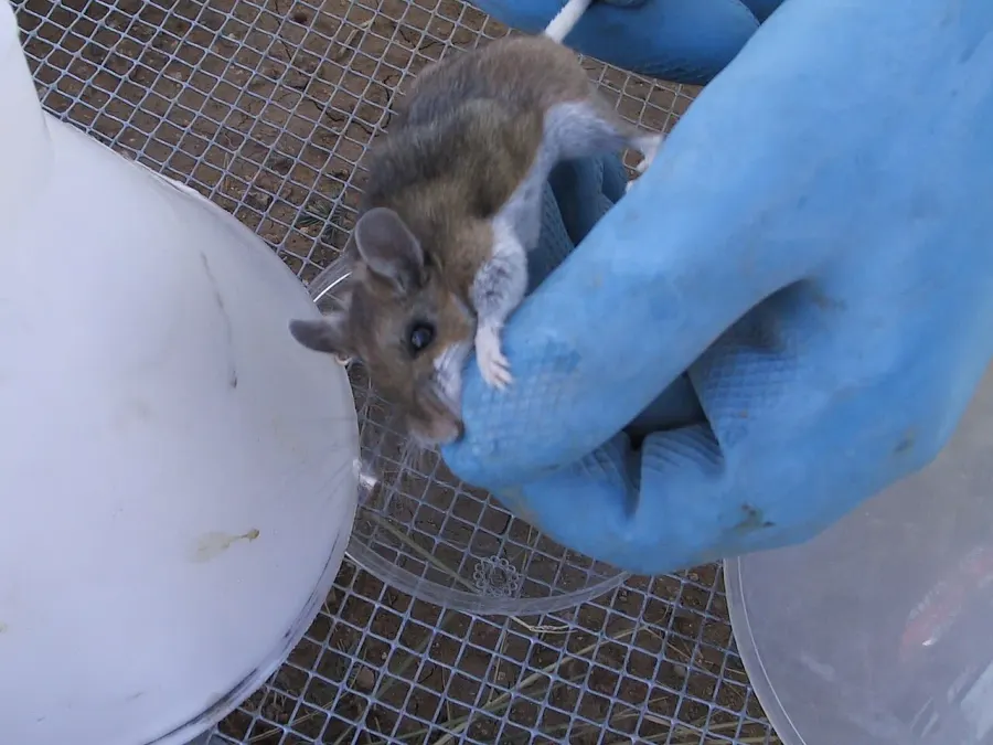 The Northwestern deer mouse card