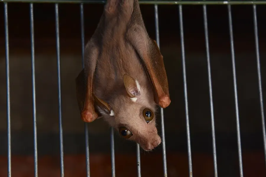 The Peters's dwarf epauletted fruit bat card