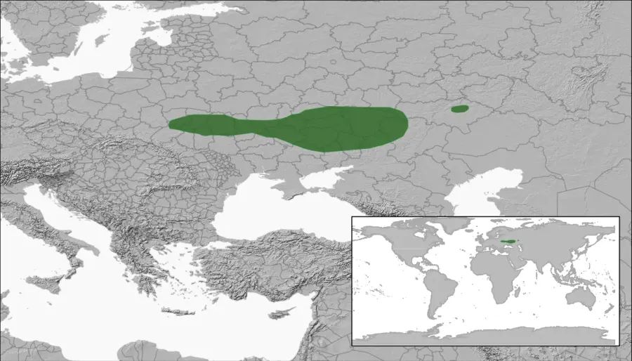 La carte Sicista severtzovi
