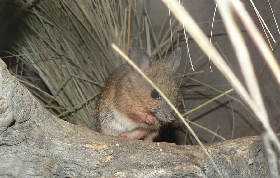 La carte Pseudomys australis