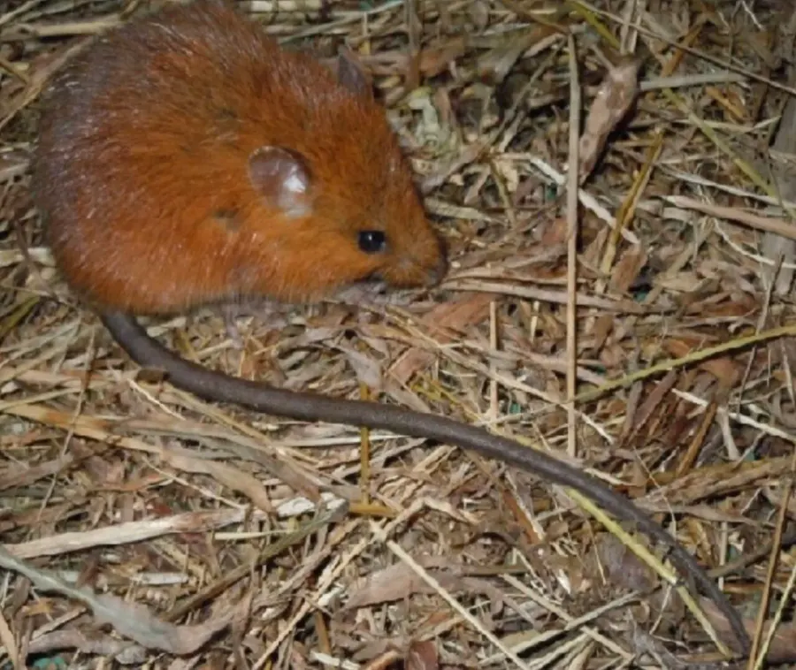 The Rio de Janeiro arboreal rat card