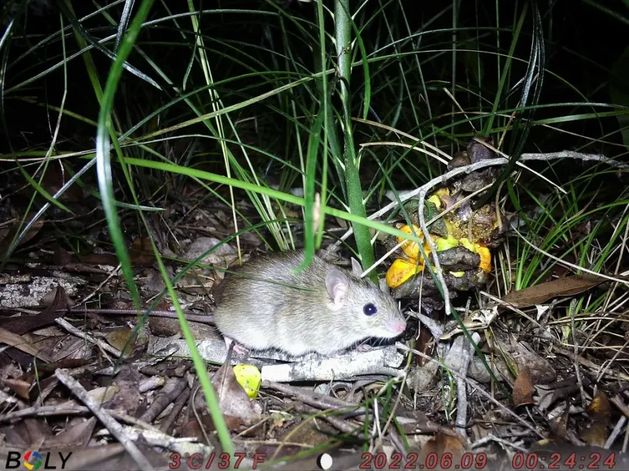 The Pale field rat card